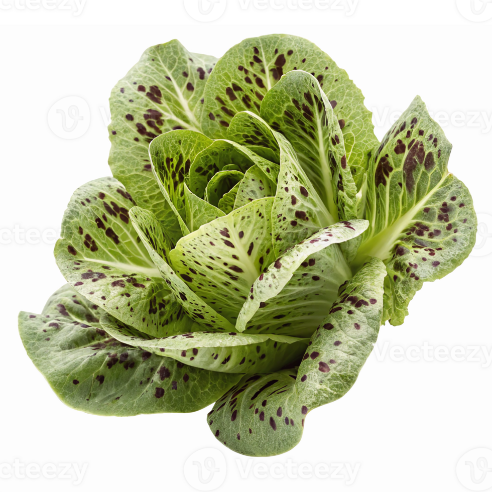 Fresh Vibrant Green Lettuce with Unique Spotted Leaves Perfect for Healthy Recipes and Salads png