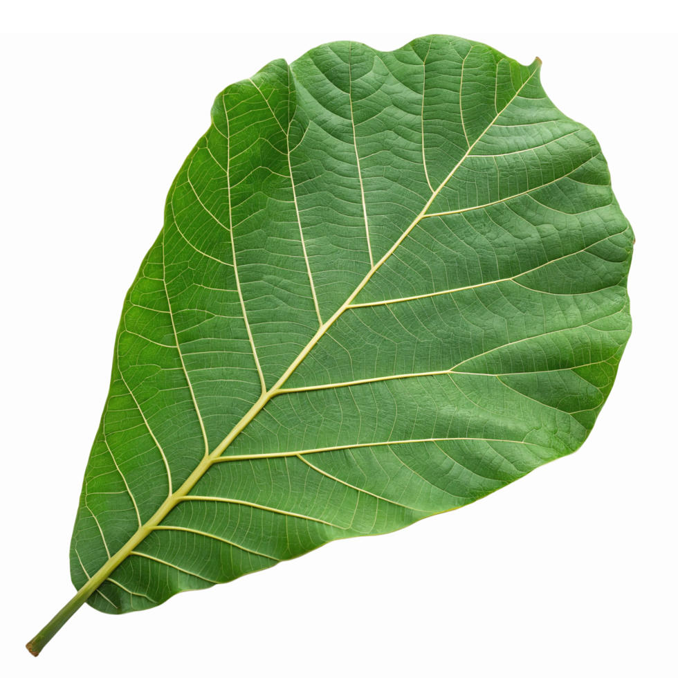 Large Green Leaf with Detailed Veins Perfect for Nature Backgrounds and Eco-Friendly Design png