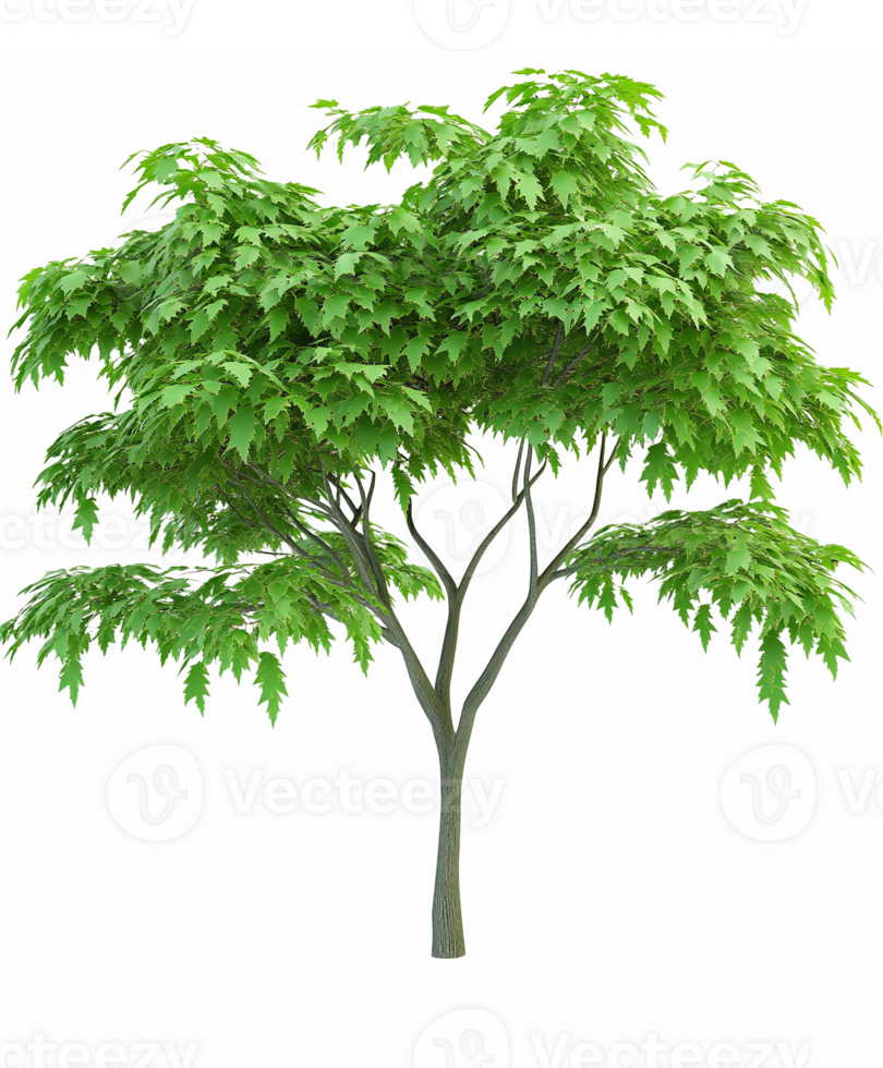 Realistic Green Maple Tree with Lush Foliage Perfect for Landscaping and Environmental Designs png