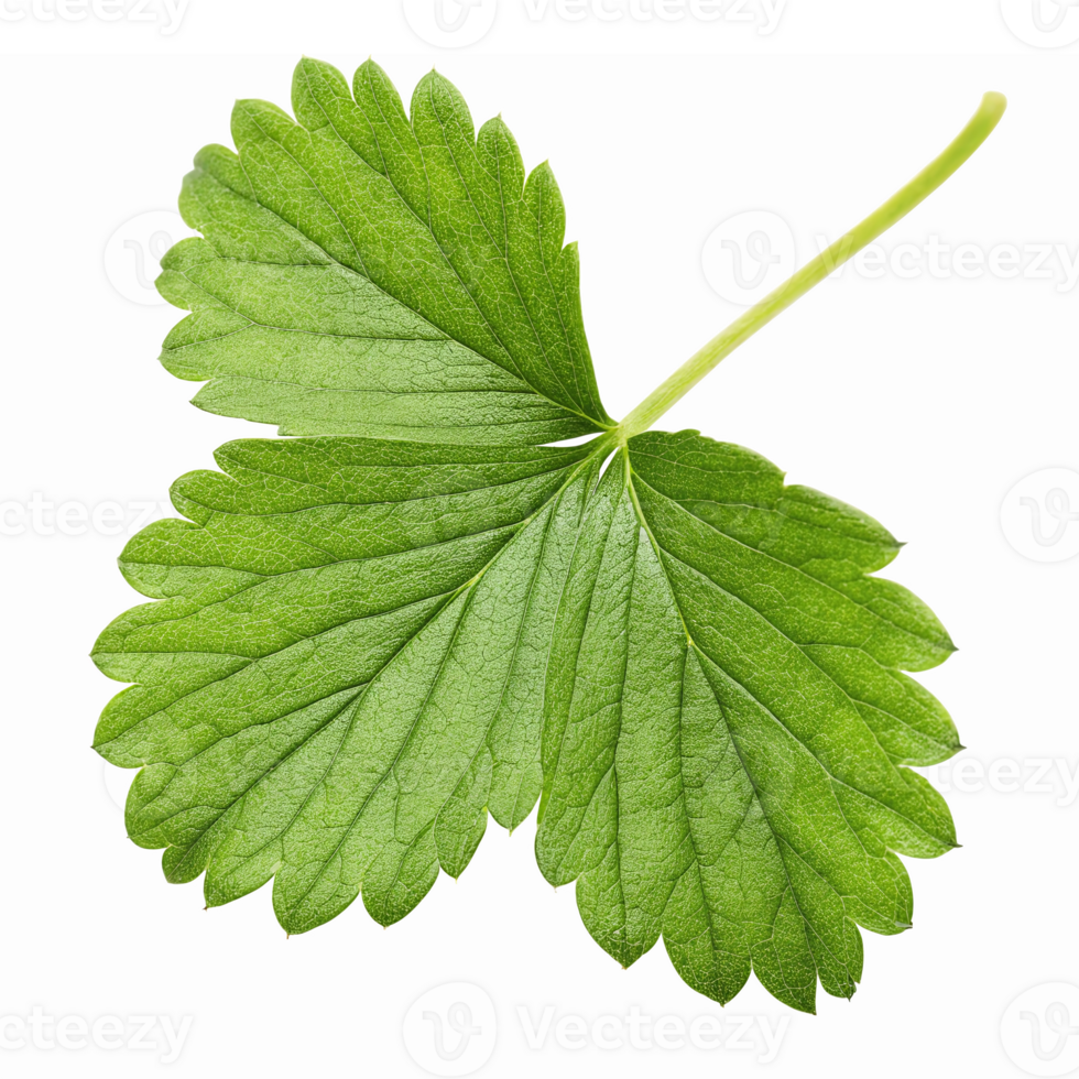 Realistic Strawberry Leaf Isolated on Transparent Background for Culinary and Botanical Designs png