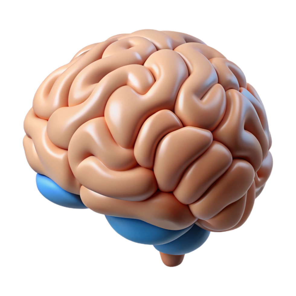 serene artistic A brain, human, medically accurate, high resolution png