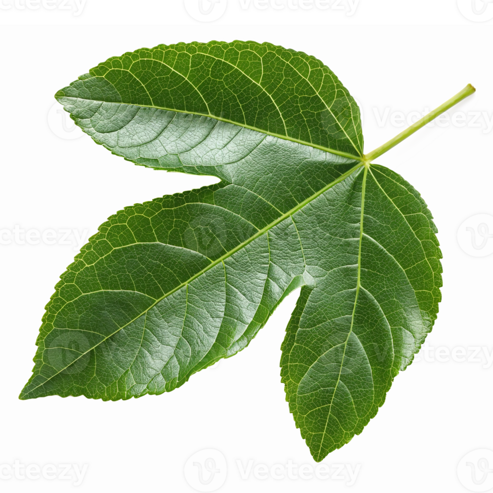 Vibrant Green Ivy Leaf Isolated on Transparent Background for Nature and Botanical Themes png