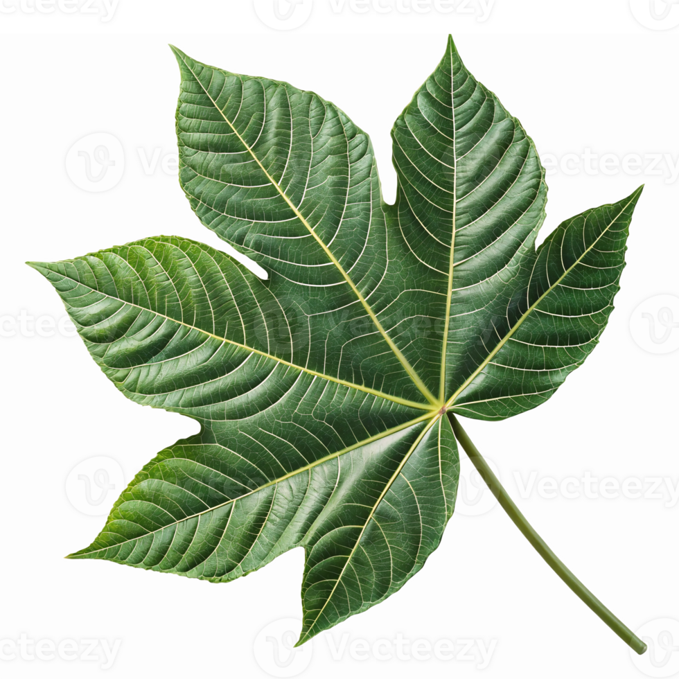 Large Green Castor Bean Leaf Isolated on Transparent Background for Nature and Organic Designs png