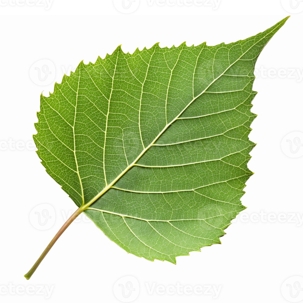 Detailed Green Leaf Isolated on Transparent Background Perfect for Nature and Botany Themes png