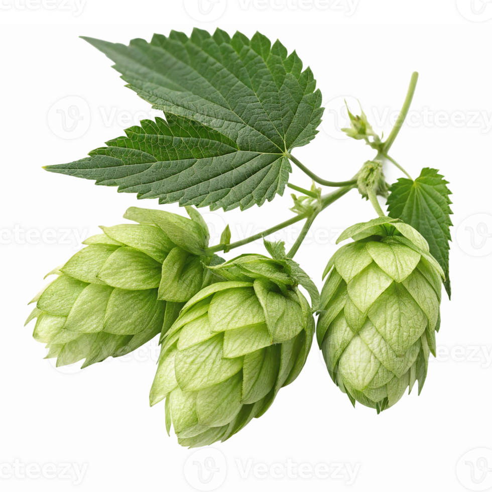 Fresh Green Hop Cones with Leaves Isolated on Transparent Background for Brewing and Culinary Uses png