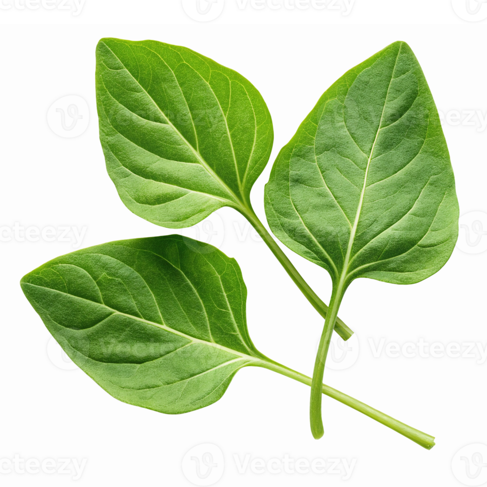 Fresh Green Spinach Leaves Cluster Isolated on Transparent Background for Culinary Designs png