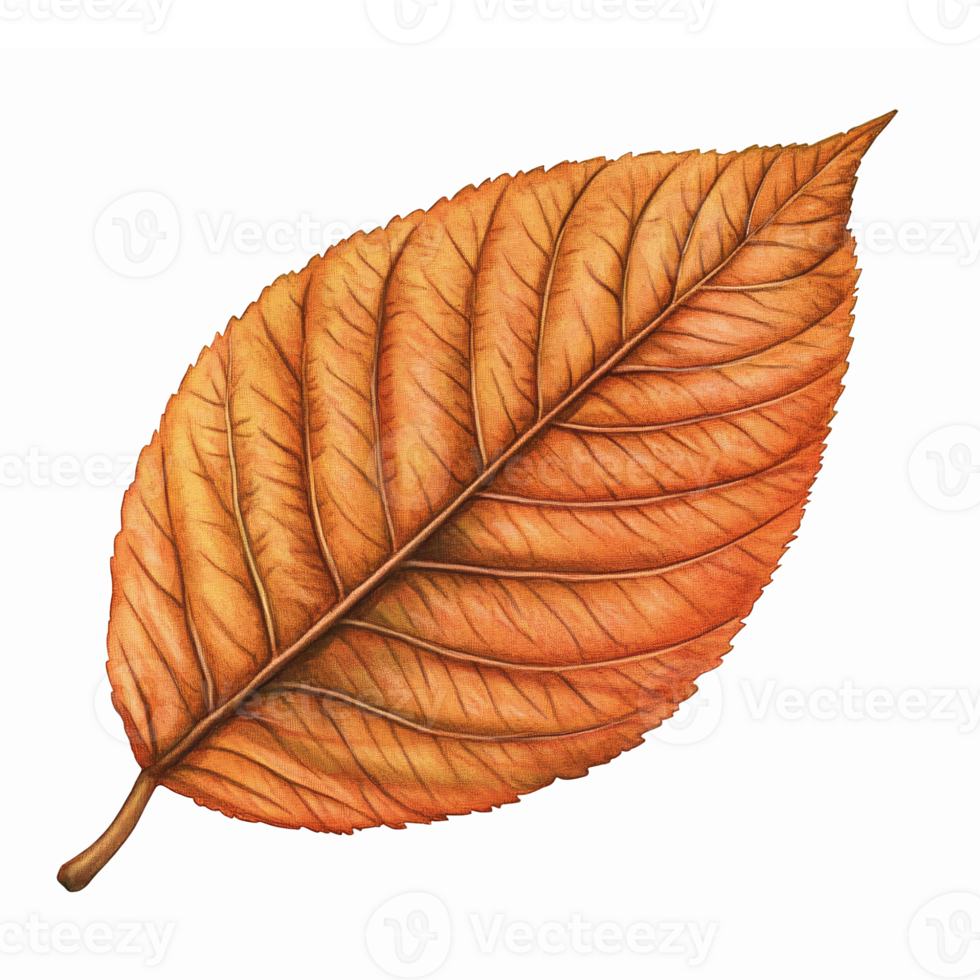 Realistic Brown Autumn Leaf Isolated on Transparent Background for Nature and Seasonal Designs png