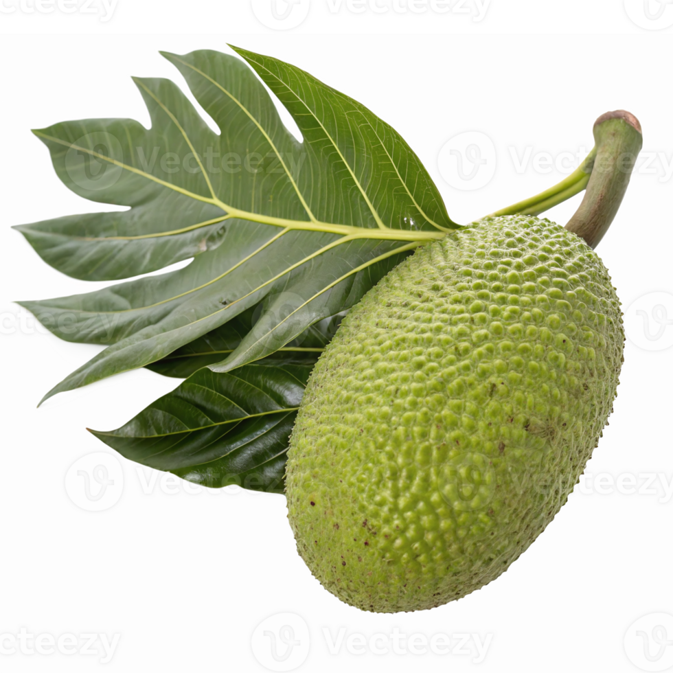 Fresh Green Jackfruit with Leaf Isolated on Transparent Background for Culinary and Health Uses png