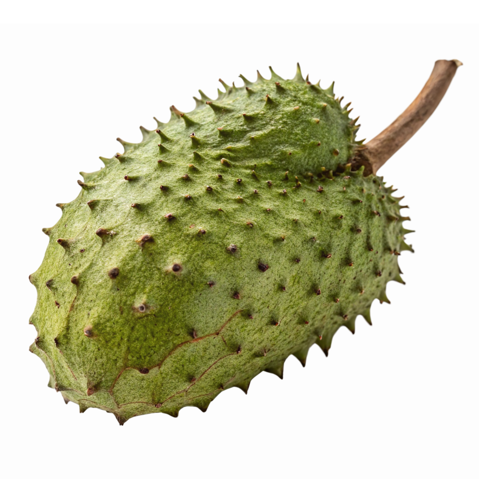 Fresh Green Soursop Fruit with Thorny Skin on Transparent Background png