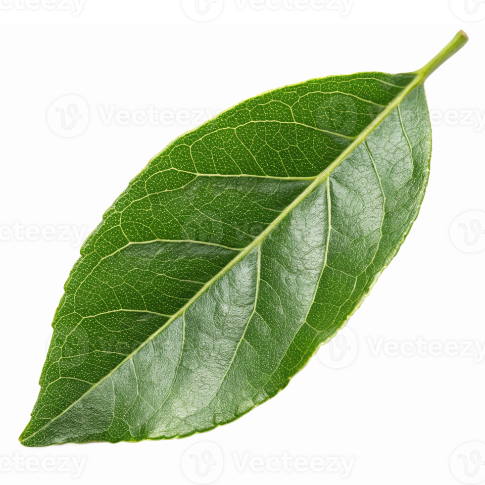 Realistic Green Bay Leaf Isolated on Transparent Background for Culinary and Aromatic Use png