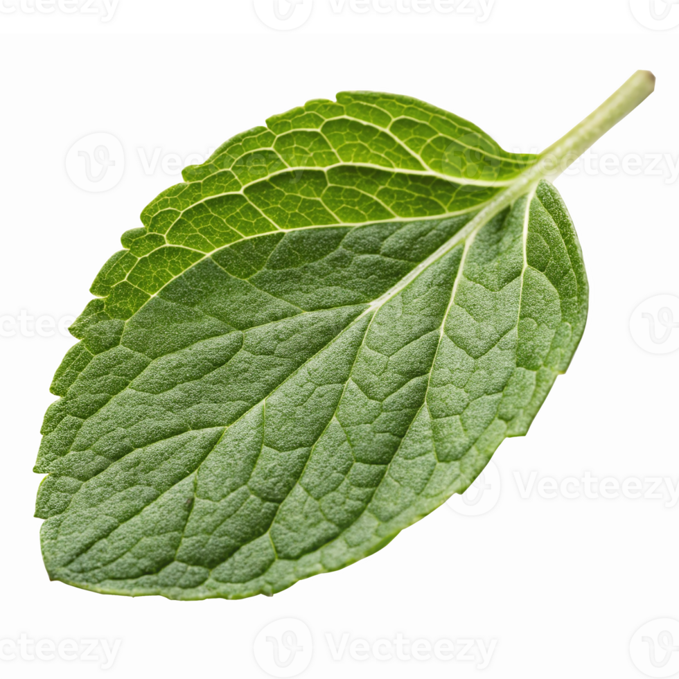 Fresh Green Mint Leaf Isolated on Transparent Background Natural Herb for Culinary and Aromatic Use png