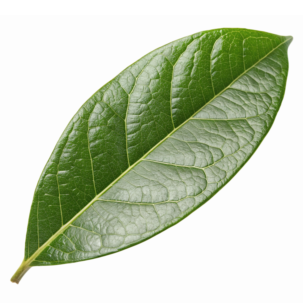 Realistic Green Bay Leaf Isolated on Transparent Background for Culinary and Herbal Uses png