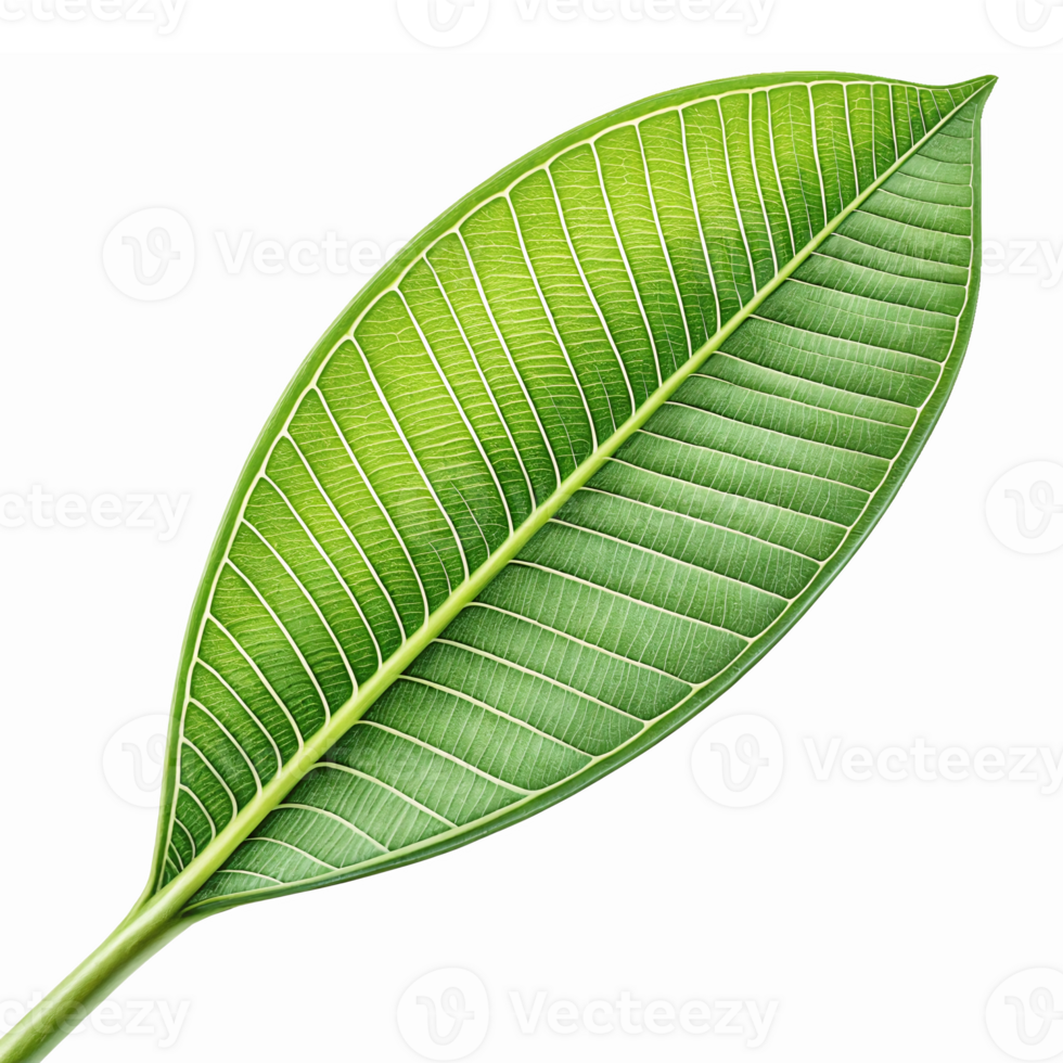 Realistic Green Leaf with Detailed Veins for Nature Inspired Designs and Eco-Friendly Projects png
