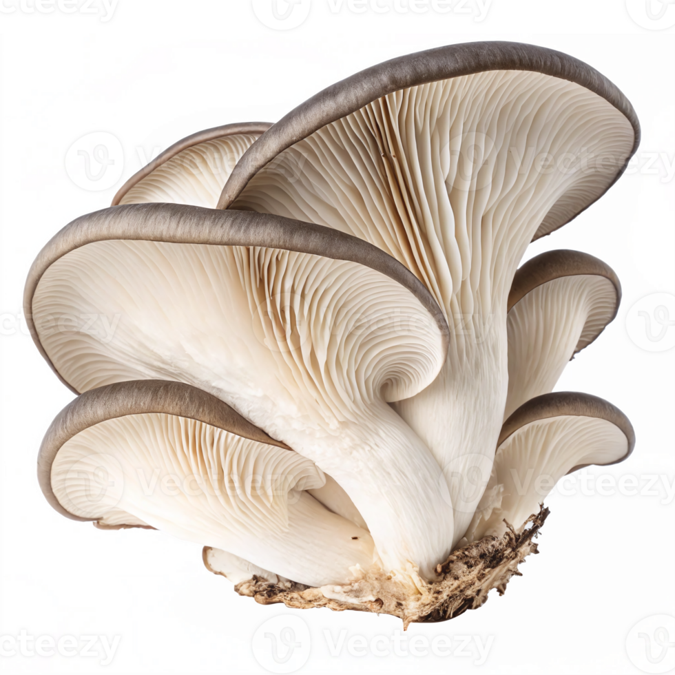 Realistic White Oyster Mushroom with Detailed Gills on Transparent Background png