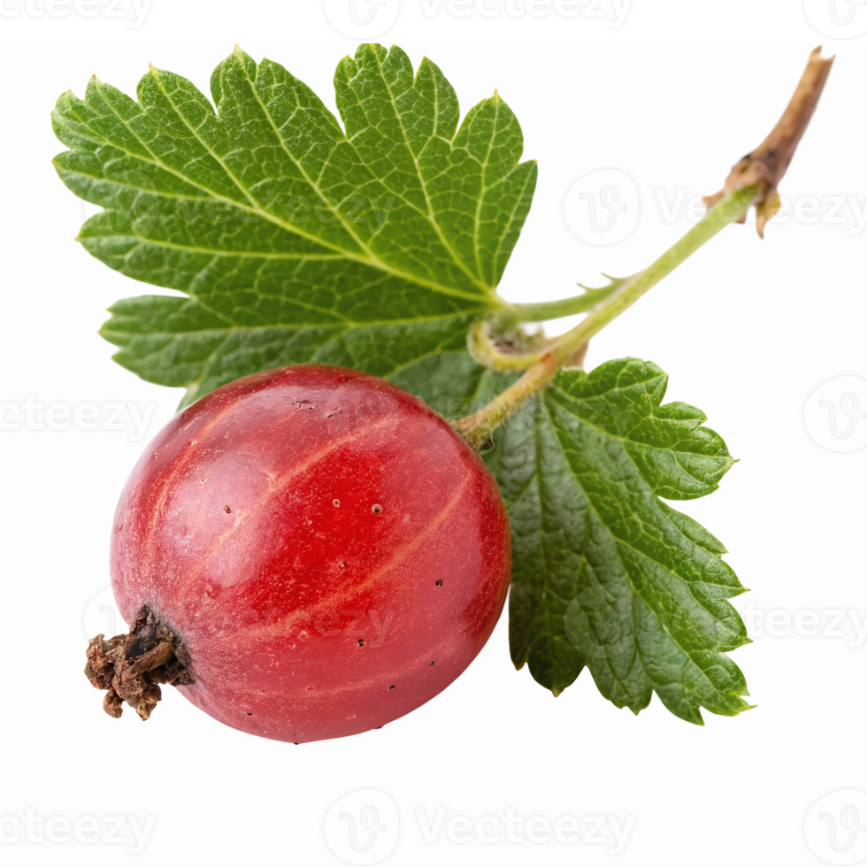 Fresh Red Gooseberry with Green Leaves on Transparent Background Ideal for Culinary and Design Use png