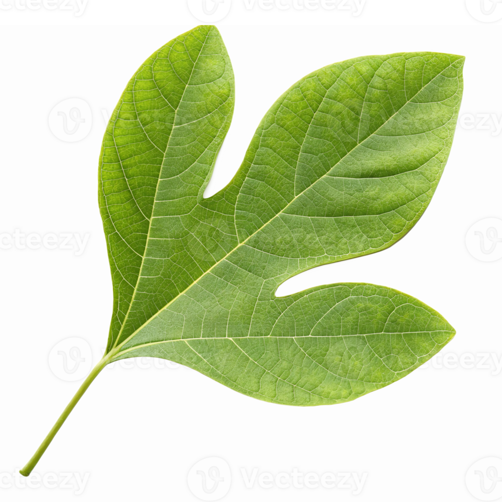 Detailed Close-Up of a Realistic Green Leaf with Veins Natural Texture and Transparent Background png