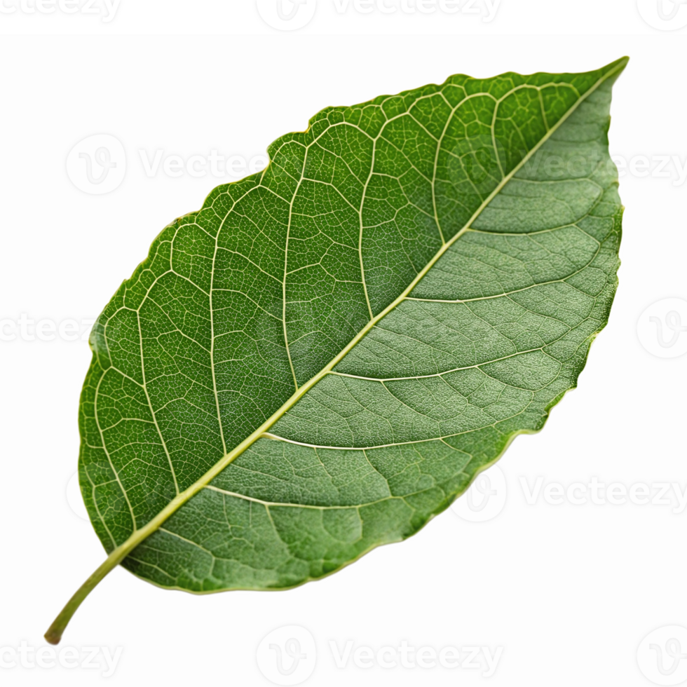 Realistic Green Bay Leaf Isolated on Transparent Background Ideal for Culinary and Botanical Uses png