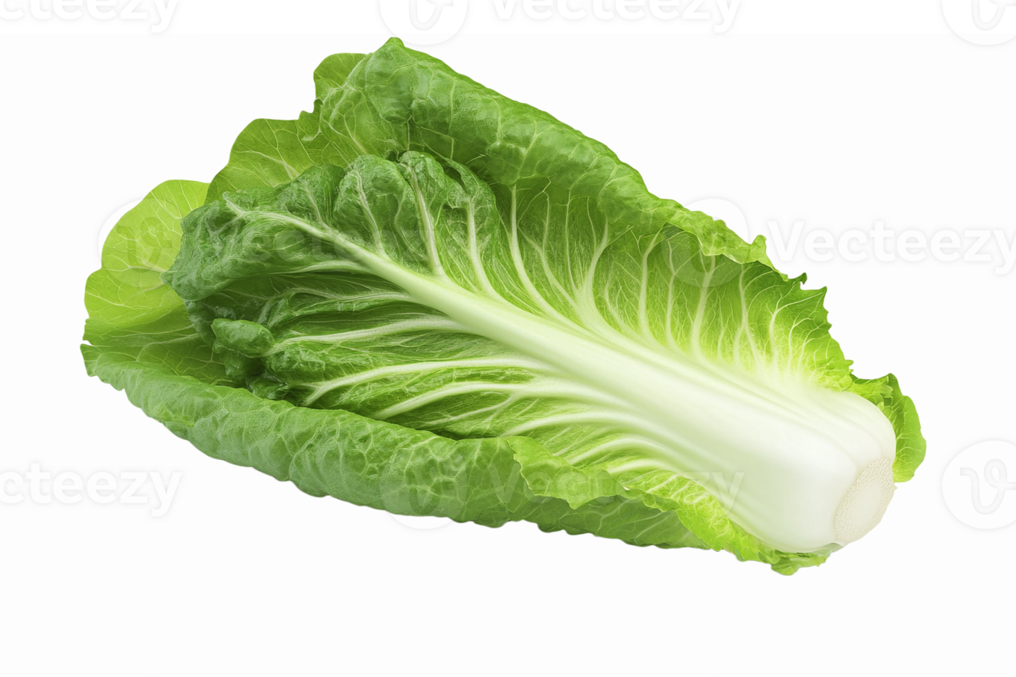 Fresh Green Romaine Lettuce with Crisp Leaves on Transparent Background for Culinary Use png