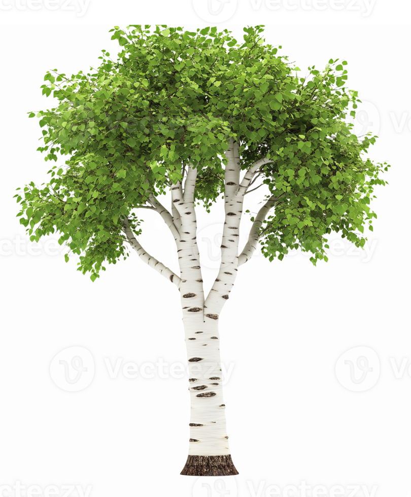Realistic Birch Tree with Lush Green Foliage and Transparent Background for Nature Designs png