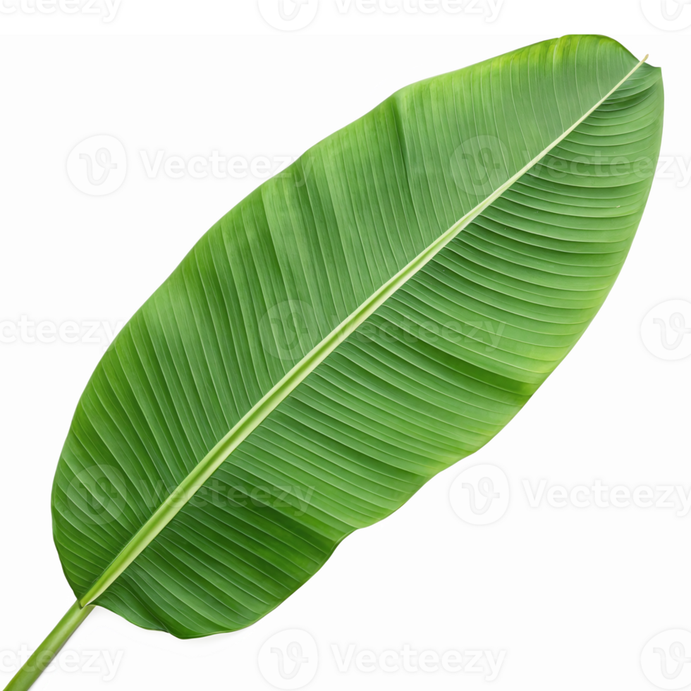 Lush Large Green Tropical Banana Leaf on Transparent Background for Nature and Gardening Designs png