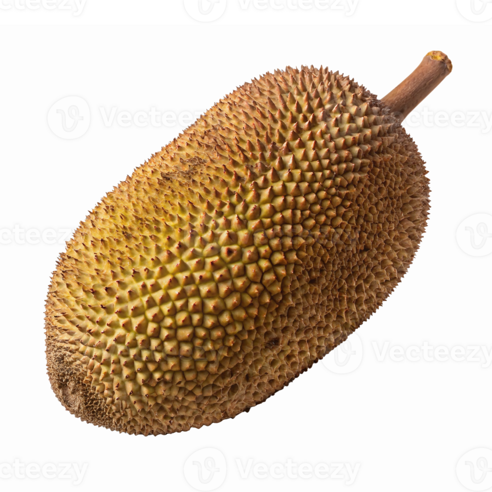 Realistic Jackfruit Isolated on Transparent Background for Culinary Illustrations and Designs png