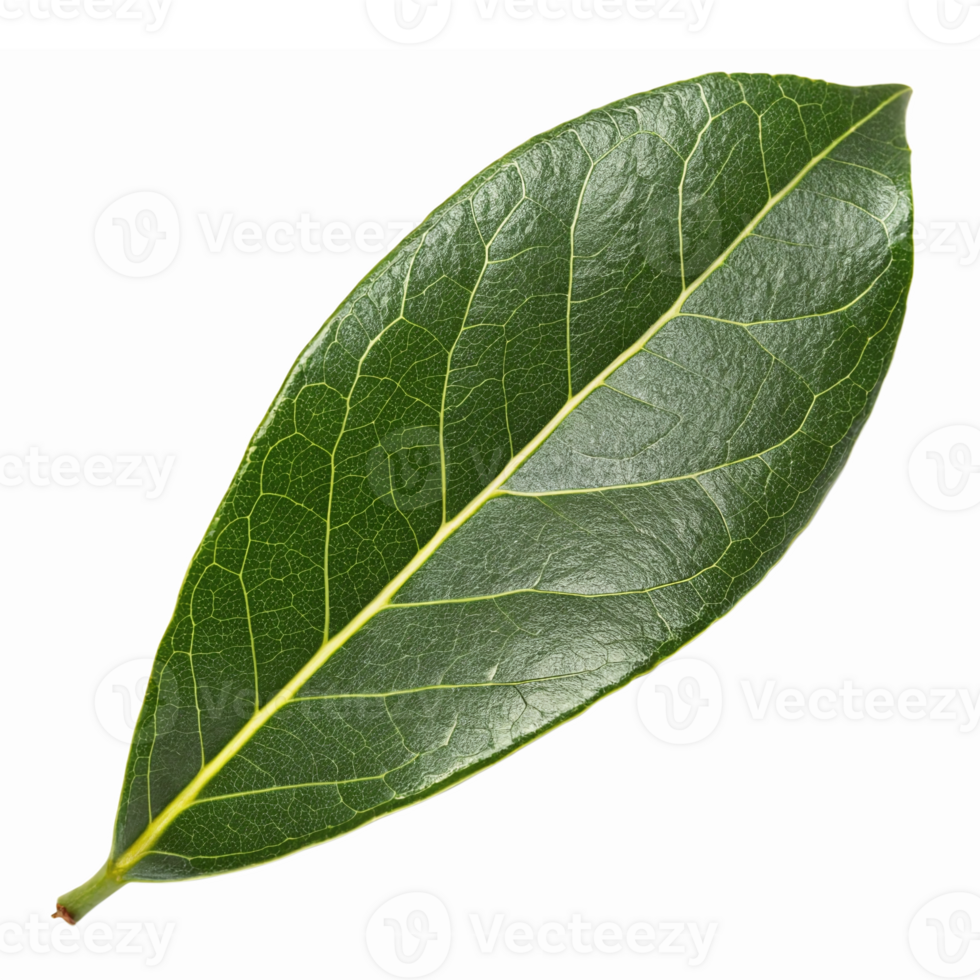 Realistic Green Bay Leaf Isolated on Transparent Background for Culinary and Herbal Use png