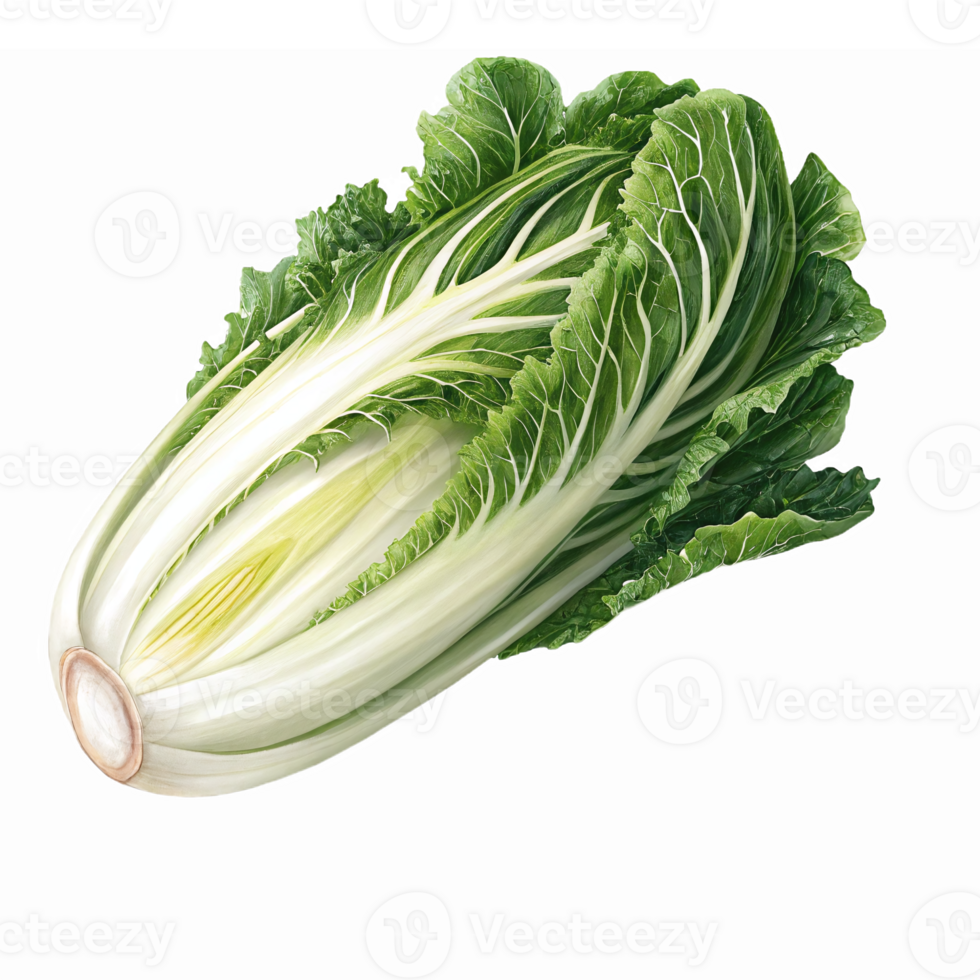Fresh Green Napa Cabbage with Crisp Leaves and Rich Texture Perfect for Food Illustrations png