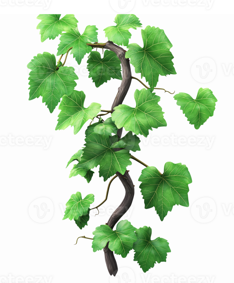 Realistic Green Ivy Vine with Leaves for Nature Themed Designs Gardening and Decoration png