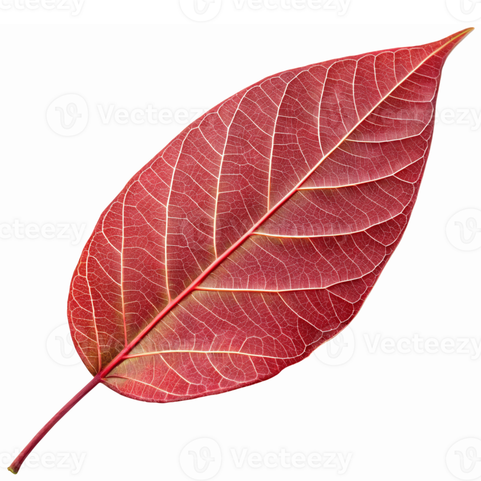 Vibrant Red Leaf with Intricate Veins Perfect for Nature Themes and Seasonal Designs png