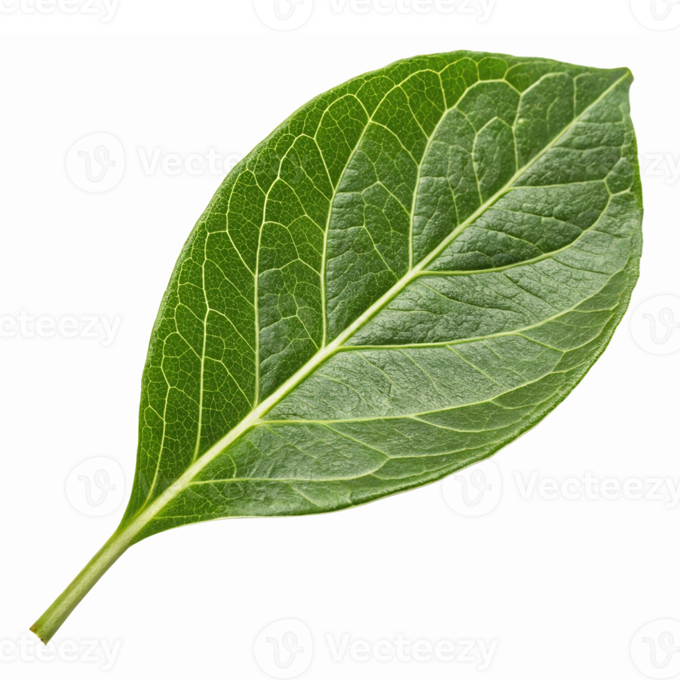 Fresh Green Leaf Isolated on Transparent Background Ideal for Nature Illustrations and Designs png