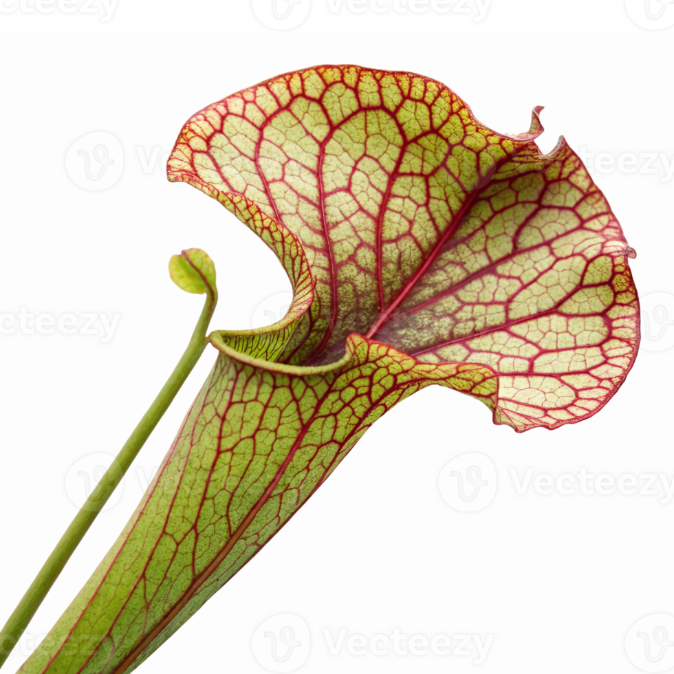 Carnivorous Pitcher Plant with Intricate Red Veins and Green Leaves for Botanical Design png