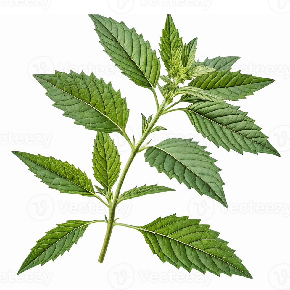 Realistic Green Leafy Plant Branch with Detailed Textures for Botanical Illustrations png