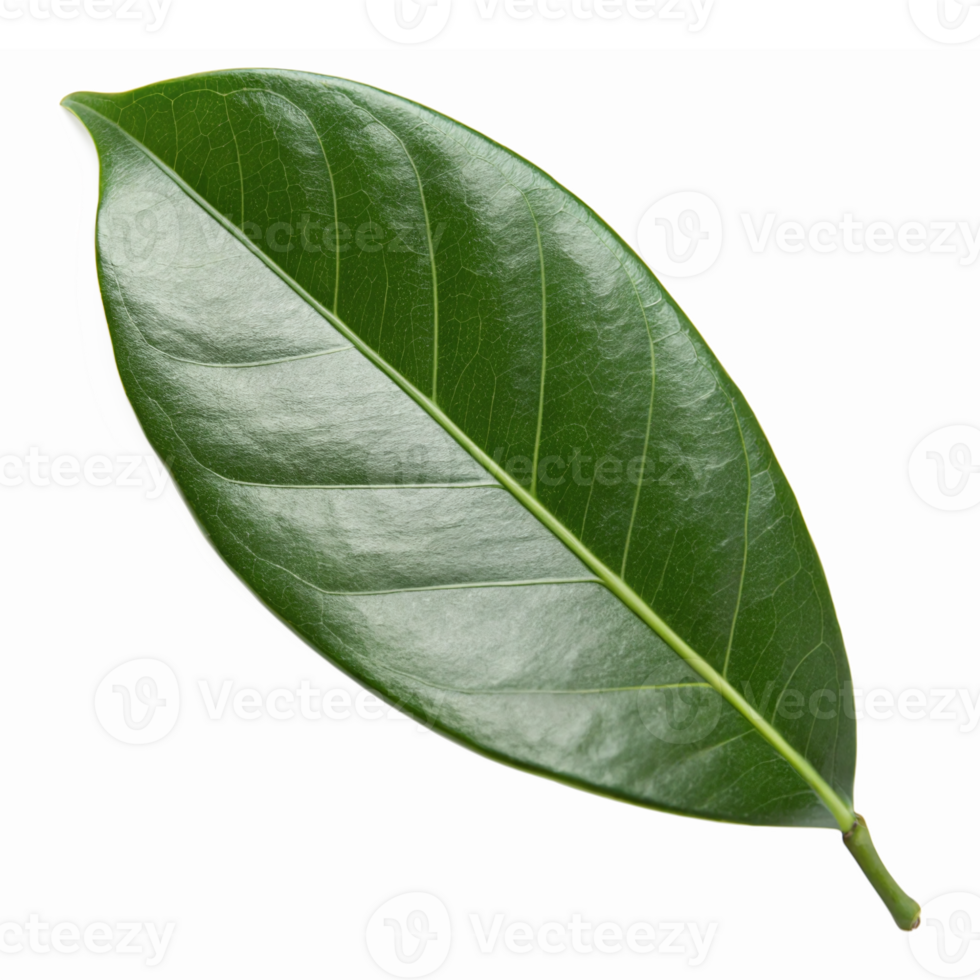 Vibrant Green Magnolia Leaf Isolated on Transparent Background for Nature and Design Projects png