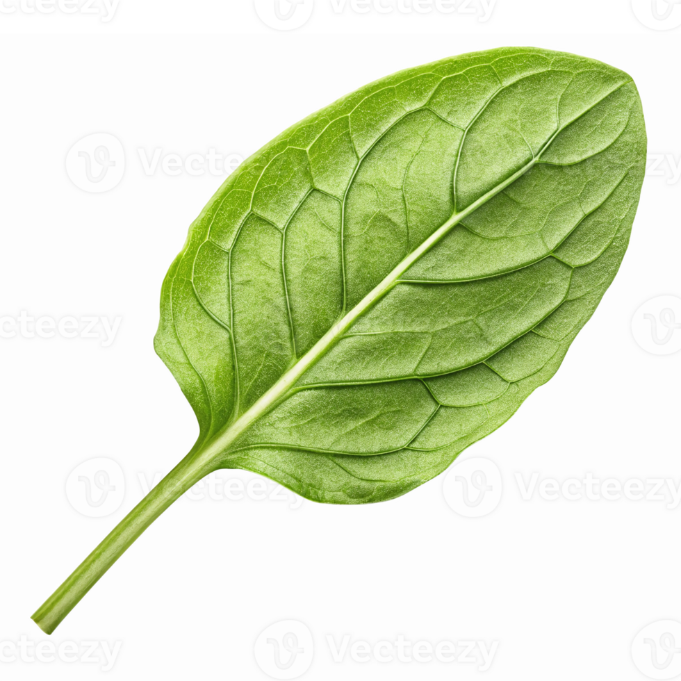 Realistic Green Spinach Leaf Isolated on Transparent Background for Healthy Cooking and Nutrition png