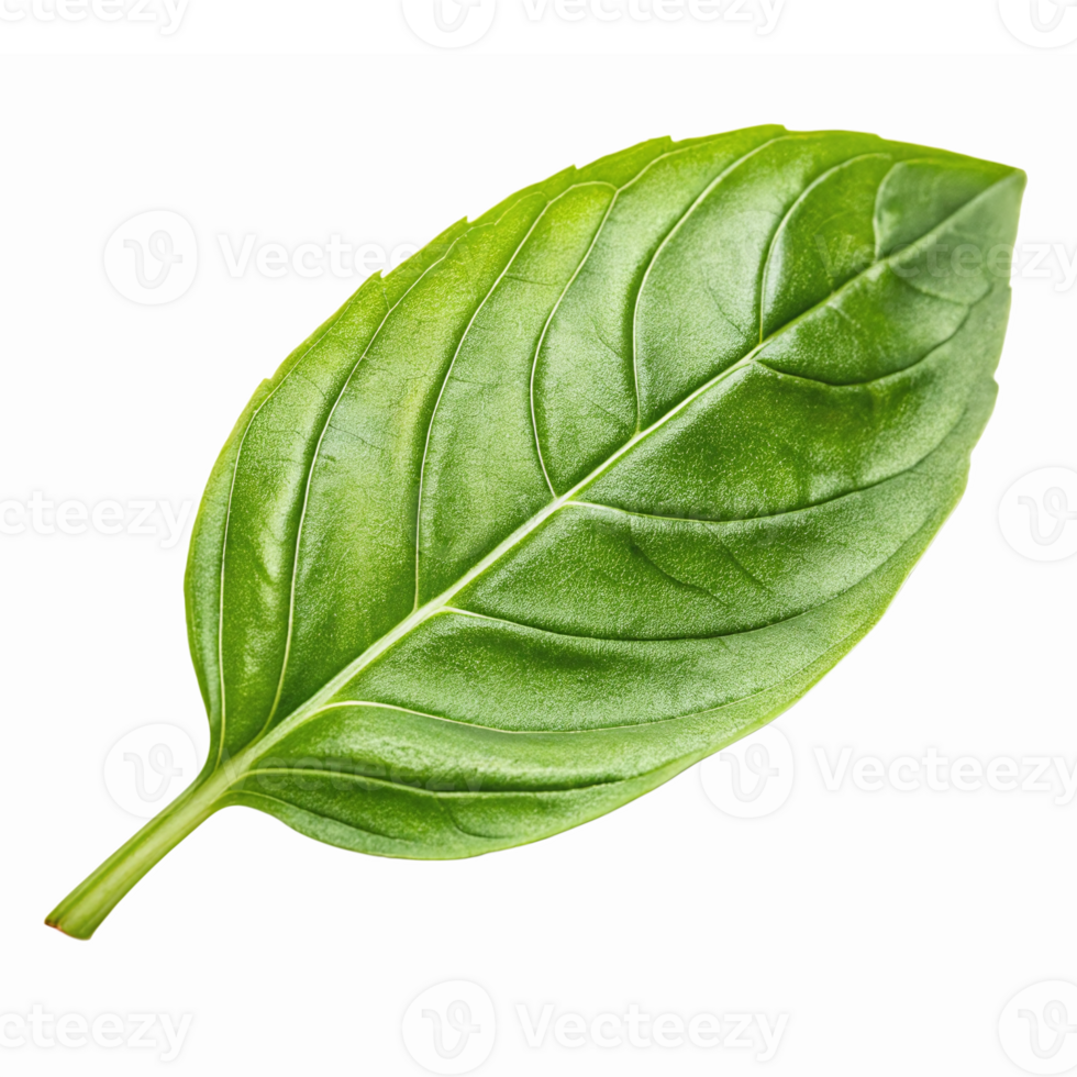 Fresh Green Basil Leaf Isolated on Transparent Background for Culinary and Herbal Designs png