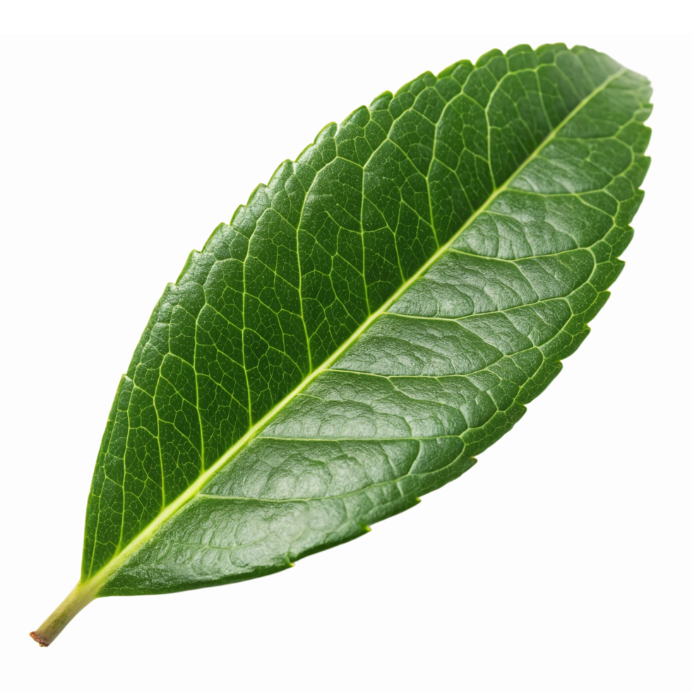 Realistic Green Leaf Isolated on Transparent Background for Nature and Eco Design Projects png