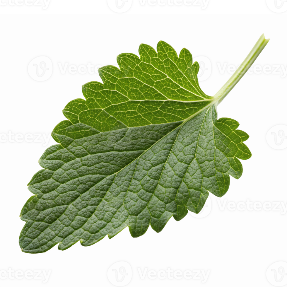 Fresh Green Lemon Balm Leaf Isolated on Transparent Background Natural Herbal Ingredient png