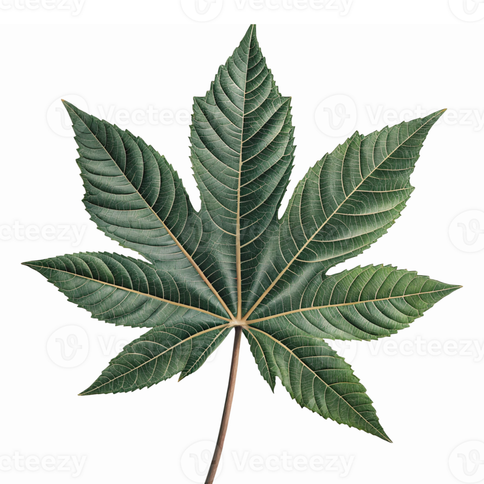 Large Tropical Castor Bean Leaf Isolated on Transparent Background Detailed Texture Green Shade png