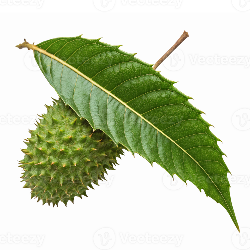 Green Spiky Fruit with Large Leaf Isolated on Transparent Background for Food and Nature Designs png