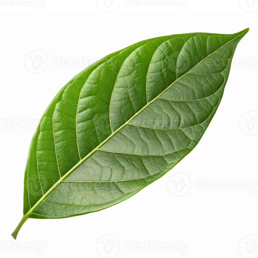 Realistic Green Leaf Isolated on Transparent Background for Nature and Organic Design Projects png