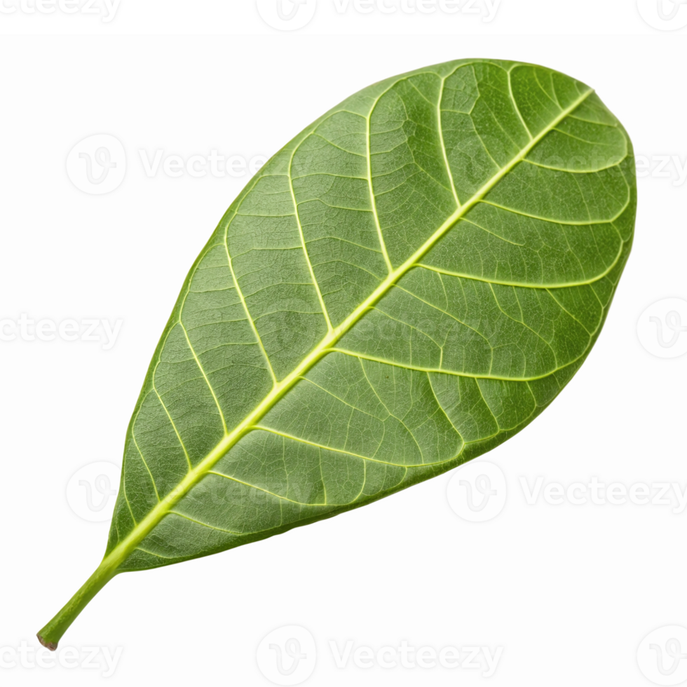 Green Leaf Isolated on Transparent Background for Nature Themes and Eco-Friendly Designs png