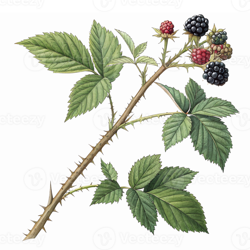 Detailed Botanical Illustration of Blackberry Branch with Ripe and Unripe Berries and Leaves png
