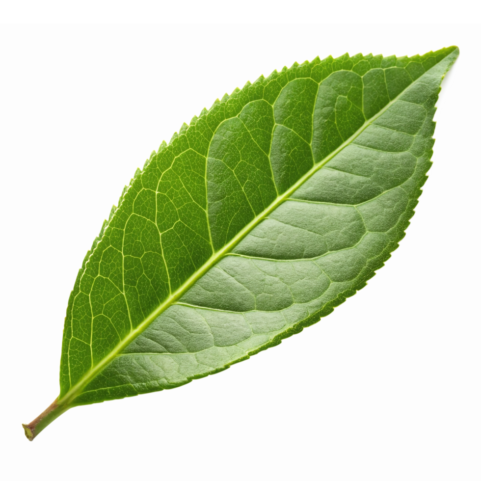 Realistic Green Leaf Isolated on Transparent Background for Nature and Botanical Design Projects png