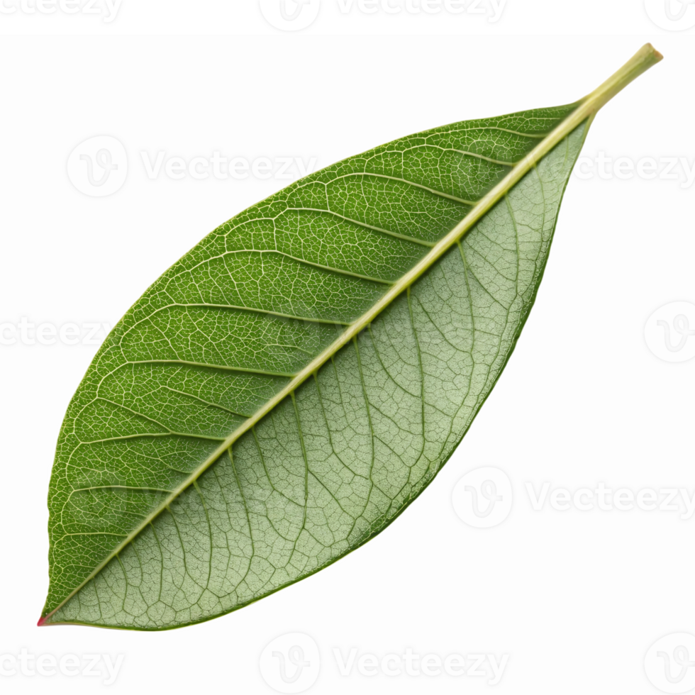 Realistic Green Leaf Design Isolated on Transparent Background for Nature and Gardening Projects png