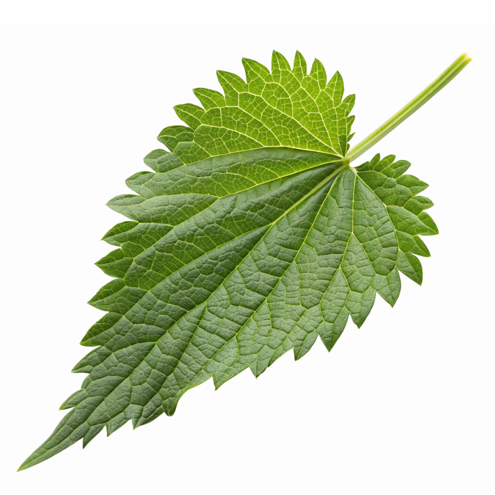 Detailed Green Nettle Leaf Isolated on Transparent Background for Botanical Illustrations png