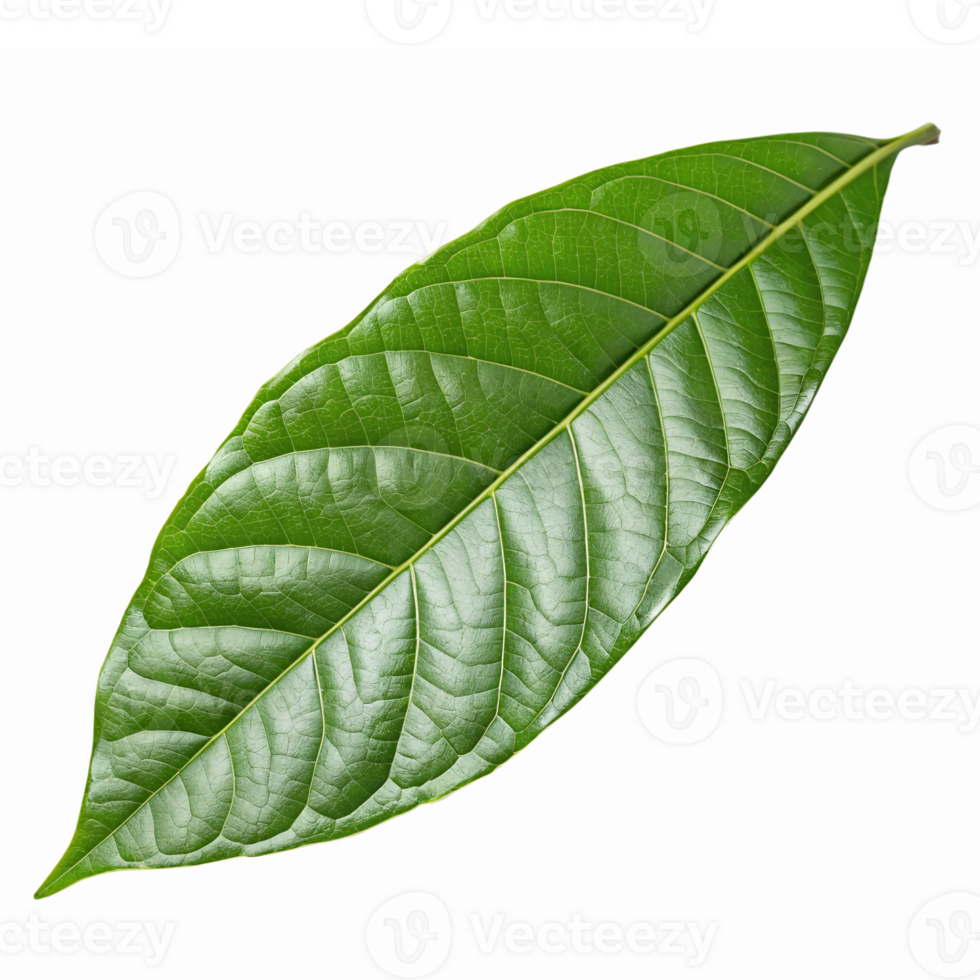 Fresh Green Leaf Isolated on Transparent Background Perfect for Eco and Nature Designs png