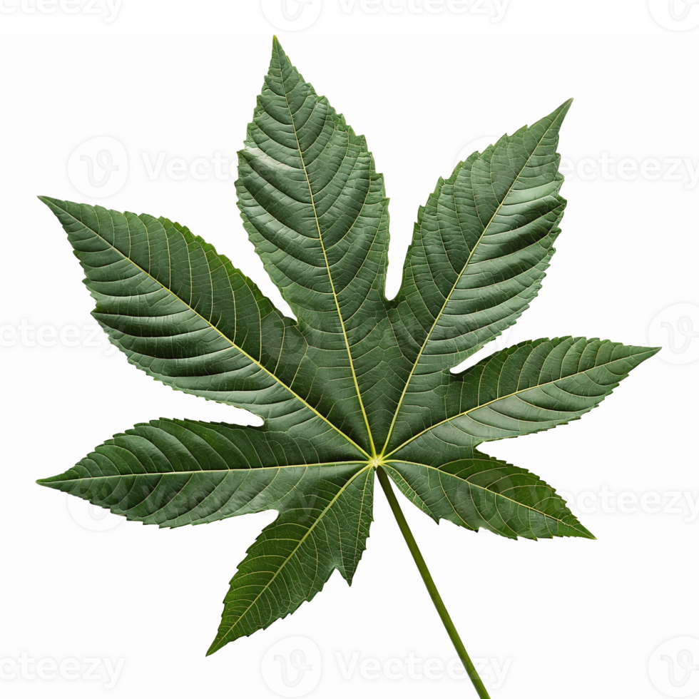 Detailed Green Castor Oil Leaf Isolated with Transparent Background for Botanical Design Projects png