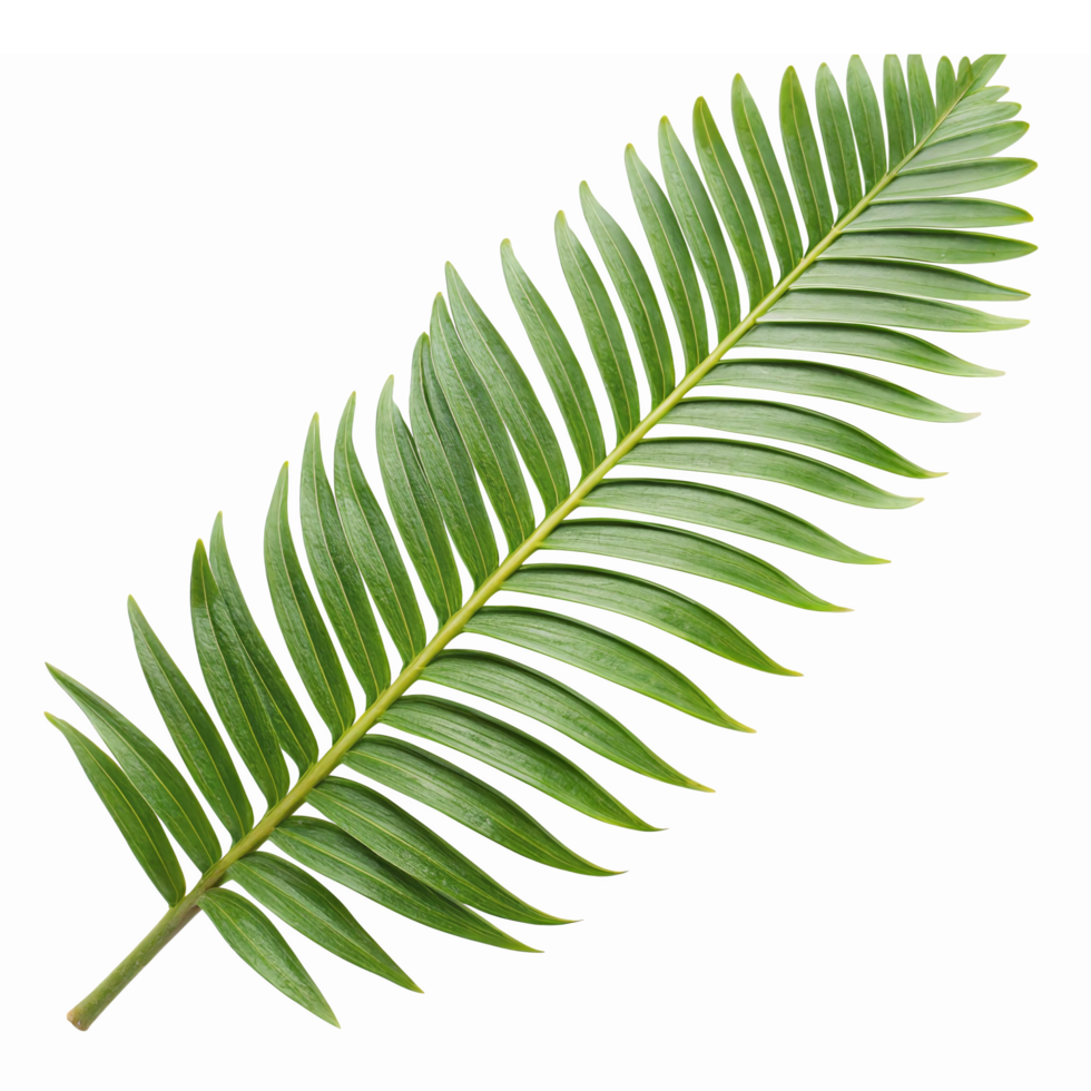 Realistic Green Palm Leaf Isolated on Transparent Background for Tropical Design Projects png
