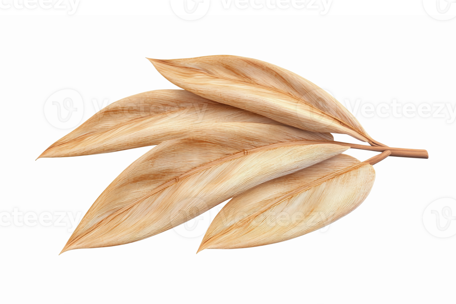 Realistic Brown Palm Leaves Arrangement Isolated on Transparent Background for Nature Designs png