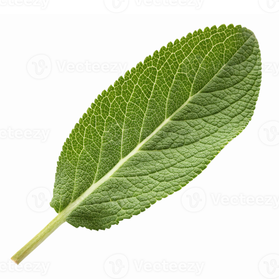 Detailed Close-up of Fresh Green Sage Leaf on Transparent Background png